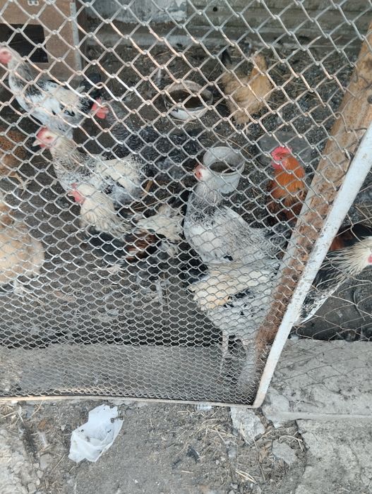 Молодые петушки разные