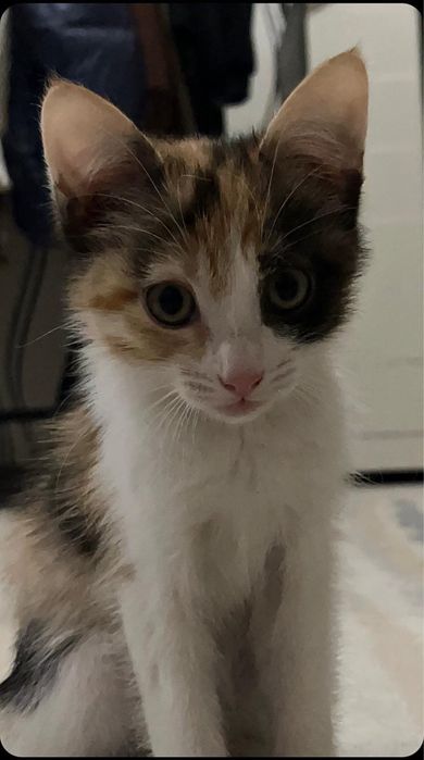 Котенок 3 месяца, девочка