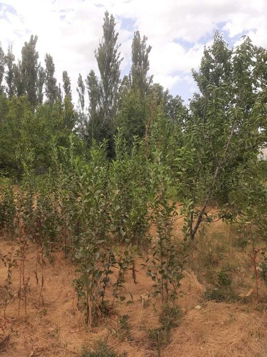 СДАЕТСЯ ДОМ Янгибазаре