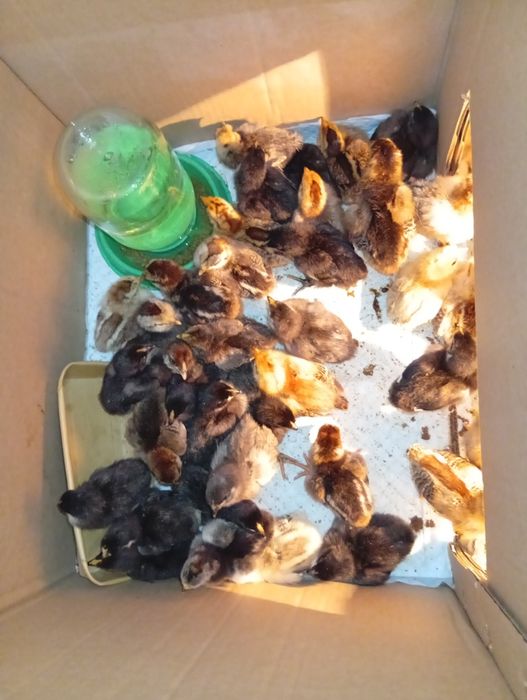 Цыплята 2недели продам