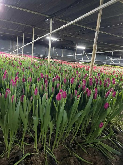 Тюльпаны за 700 тг