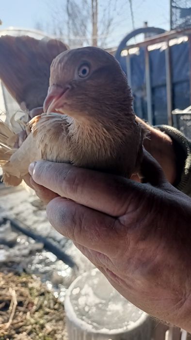 Продам голубей продам