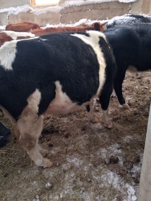 Продам бычков 10 голов