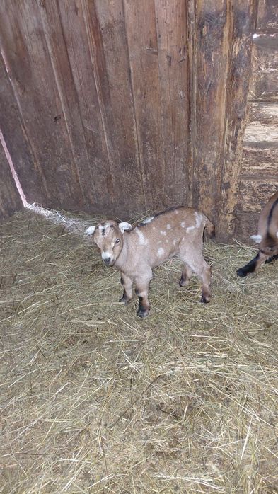 Vand ieduț.         .