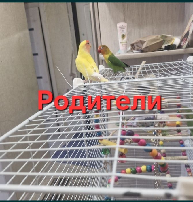 Попугай неразлучник