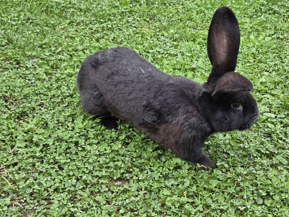 Iepuri femele fluture german si grefier