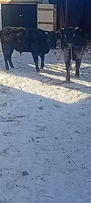 Бычки Букалар сатылады