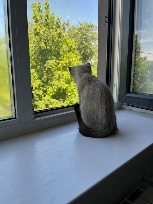 Отдам котёнка в добрые руки