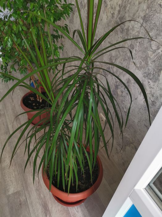 Продам комнатные растение