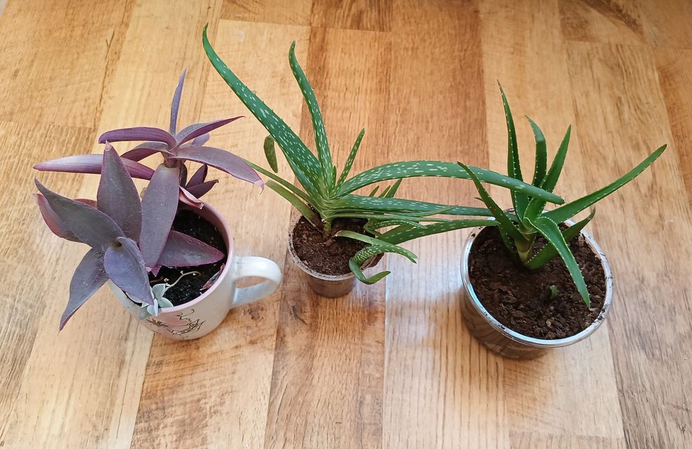 Set Plante de interior