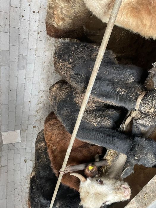 Продам бычков 1.3 1.5