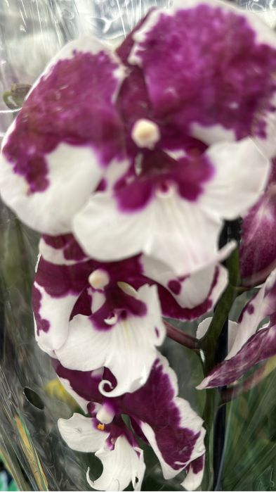 Орхидей оптом доставка по области