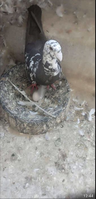 Vand porumbei germani de frumusete