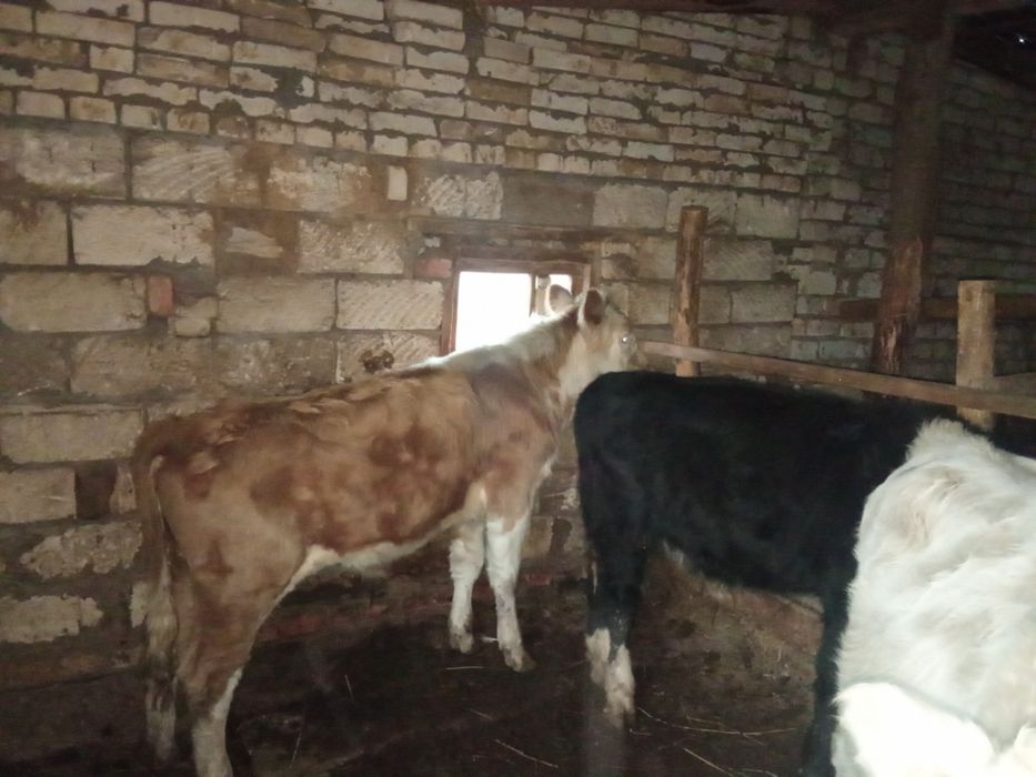 2 подсос бұқа сатамын