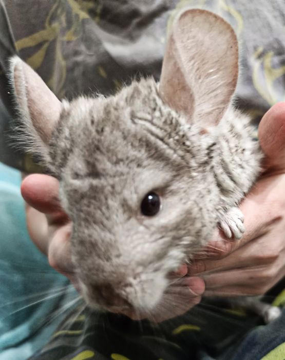 Продам шиншиллу, 7 месяцев девочка