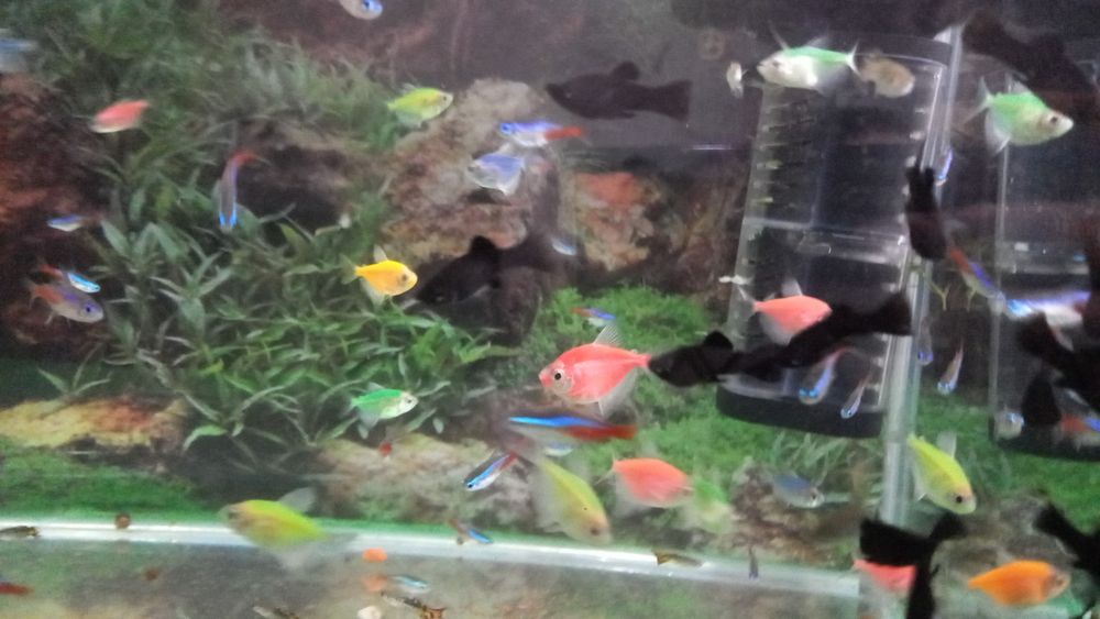Рыбки аквариумные
