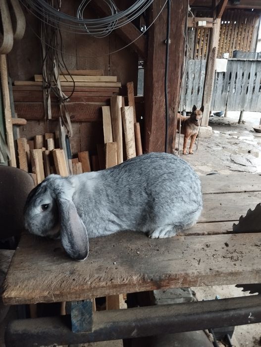 Mascul berbec german