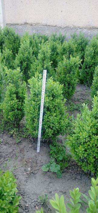 Самшит 4-5 йиллик