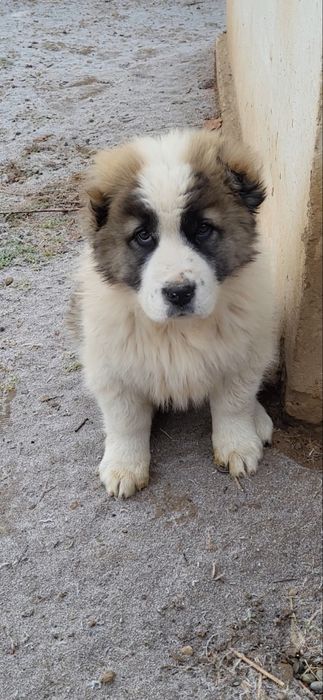 Щенок бойцовский