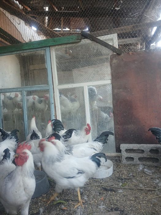 Продам Адлеров 4 месяцев