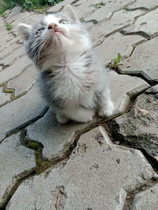 Отдам котёнка бесплатно