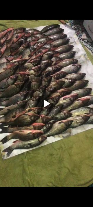 Рыба Сазан по выгодной цене!