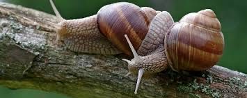 Виноградные улитки домашние