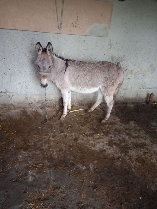 Эшшак сотилади эркак