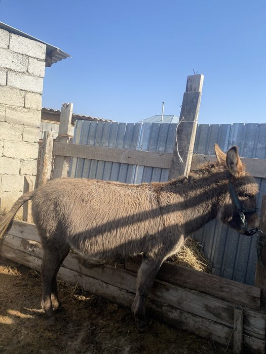 Осел есек (еркек)