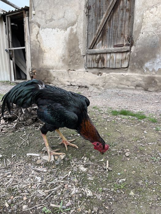 дакан бойцовый кораз