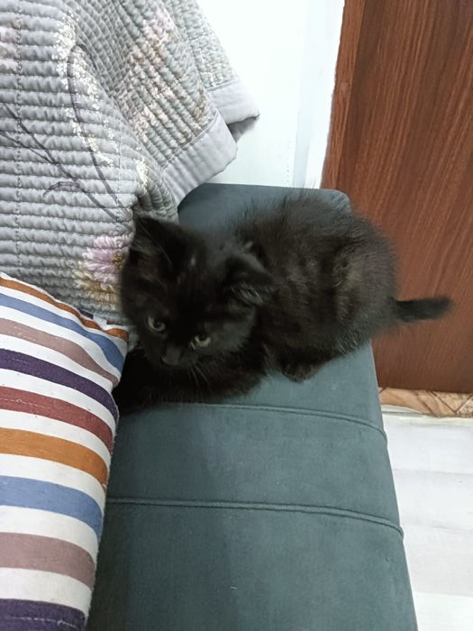 Котёнок, два месяца.