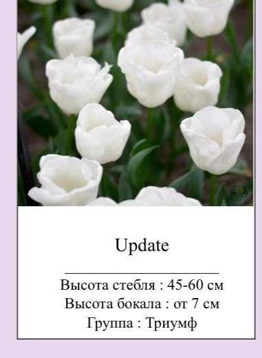 Самые красивые стройные Тюльпаны оптом к 8марта  .
