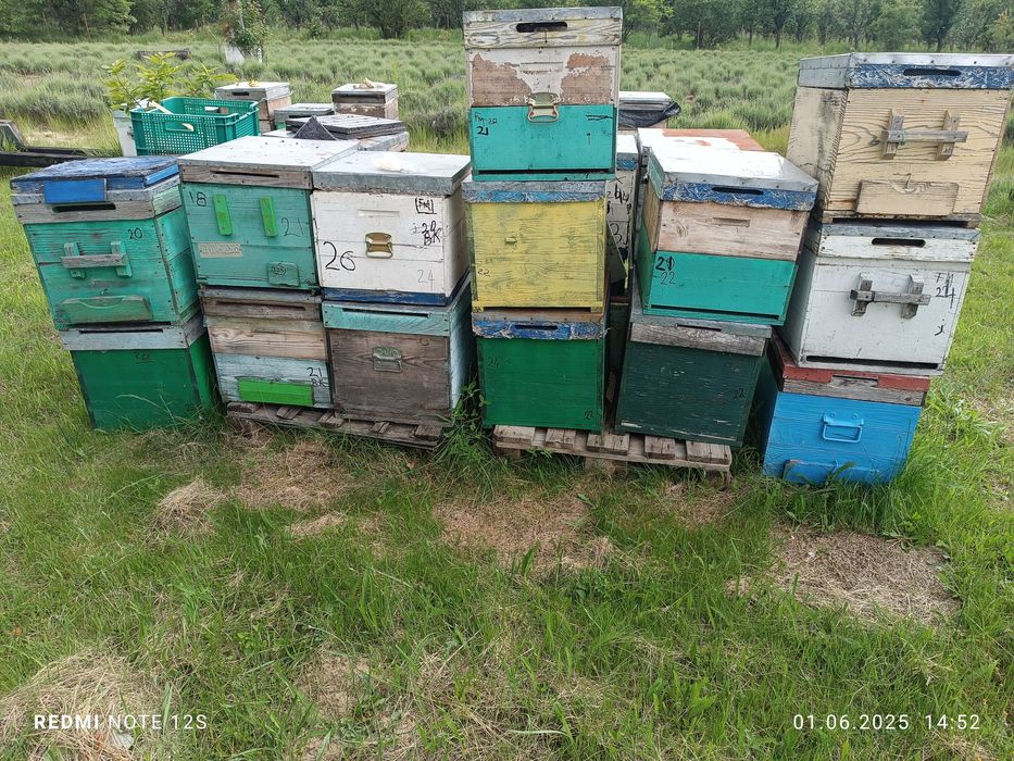 Albine ,cutii stupi ,inventar apicol,caturi,rame