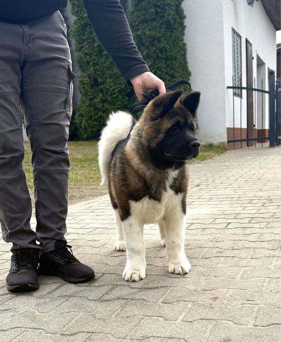 Catel Akita American cu Pedigree