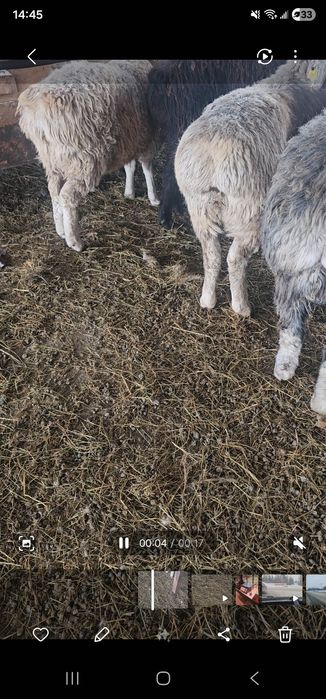 Қой,сектер семіз. Бараны