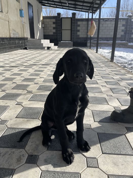 Продам лабрадор чистокровный