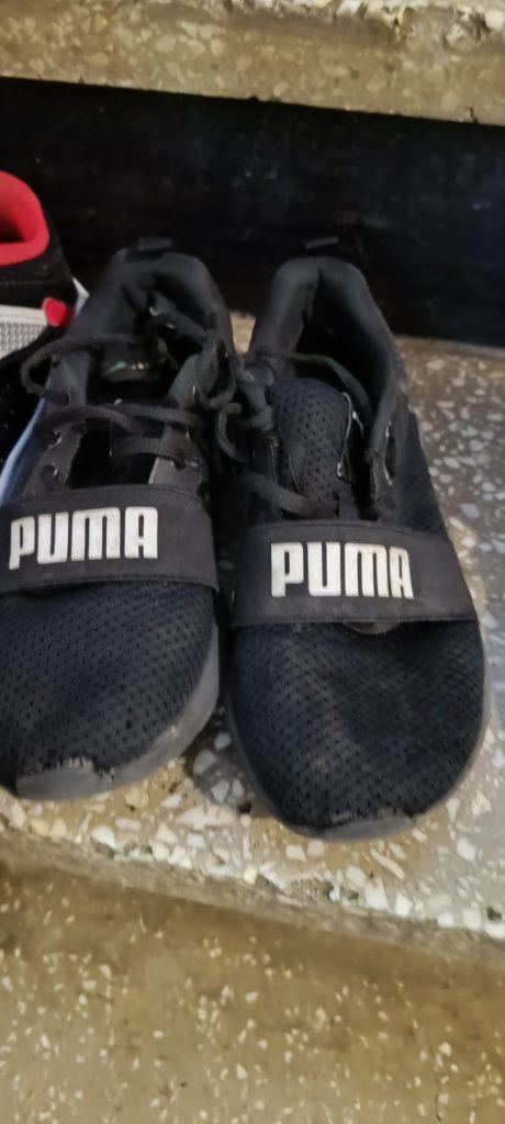 Puma hervis clearance