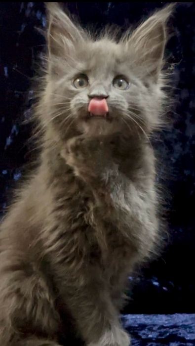 Мейн-Кун котенок малчьик