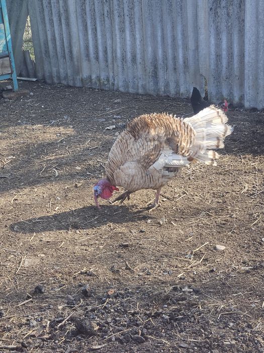 Продам индюк молодой самец
Здоровая птица.