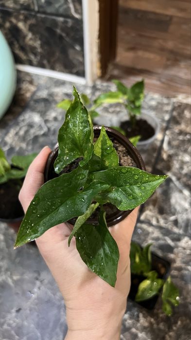 Сингониум зеленая стрела