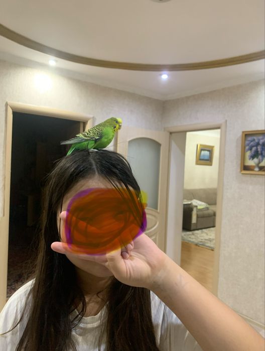 Продам волнистых попугайчиков