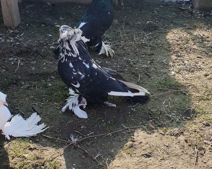Porumbei uriași magheari