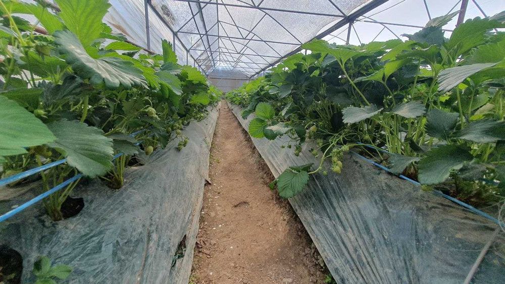 Участка сотилади + таёр тепитсаси бор