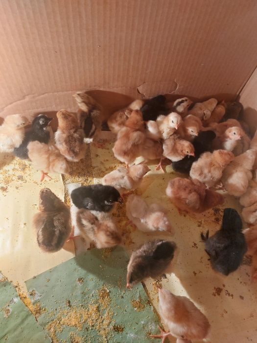 Продам недельных цыплят