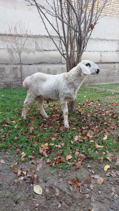 Ок кучкор сотилади