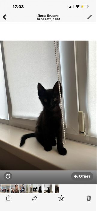 Отдам котенка мальчика