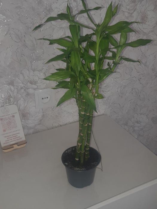 Бамбук продам. 55см