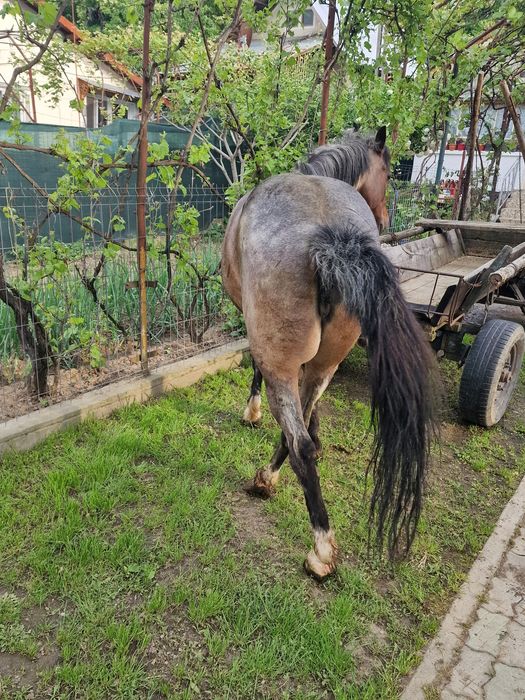 Iapa 6 ani blanda