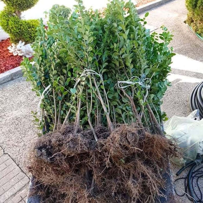 Лигуструм (жив плет)