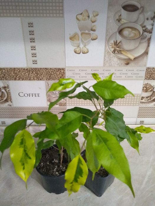 Продам Фикусы разные